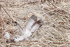 White feather laying in dead grass