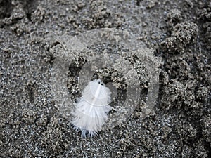 White feather laying on a sandy beach