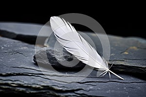 a white feather lying on a black stone