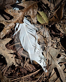 A white feather macro on forest floor surrounded by dead brown leaves