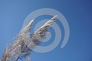 White feather pampas grass on blue sky background