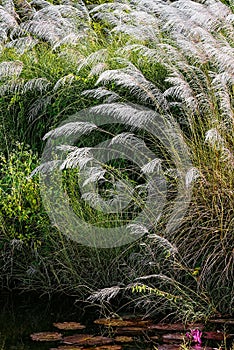 WHITE FEATHER PAMPAS GRASS PLUMES RELAXING POND TOBAGO NATURE