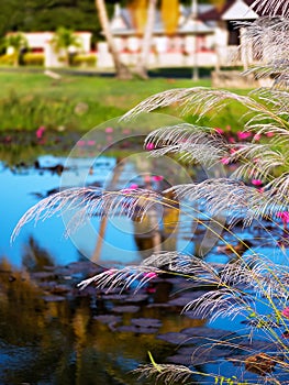 WHITE FEATHER PAMPAS GRASS PLUMES RELAXING POND TOBAGO NATURE