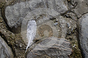 White feather in the rain.