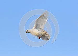 White feather pigeon brid flying against clear blue sky