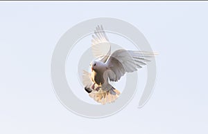 White feather pigeon flying against clear blue sky