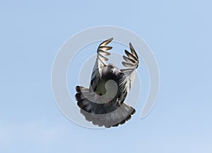 White feather pigeon flying against clear blue sky