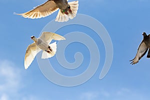 White feather pigeon flying against clear blue sky