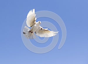 White feather pigeon flying against clear blue sky