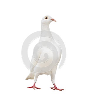 White feather pigeon standing isolated white background