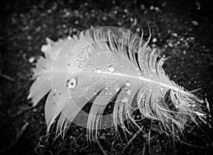 White feather with rain drops b&w photo