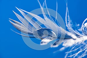 white feather with rain drops - beautiful macro photograph