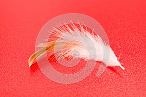 White feather on red
