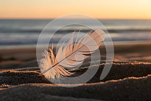 White feather rests on sandy beach at warm sunset