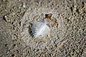 White feather of a river gull