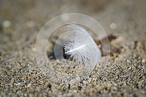 White feather of a river gull