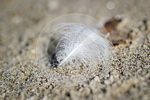 White feather of a river gull