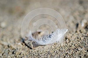 White feather of a river gull