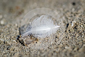 White feather of a river gull