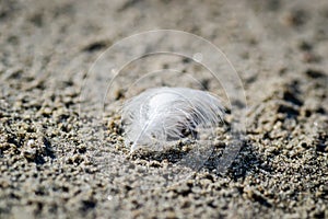 White feather of a river gull