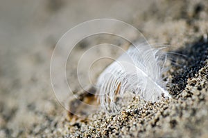 White feather of a river gull