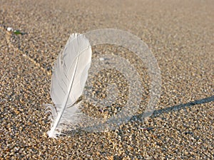 White feather in the sand