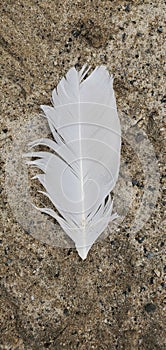 White feather on sand beach