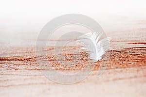 White feather on the sand on the beach