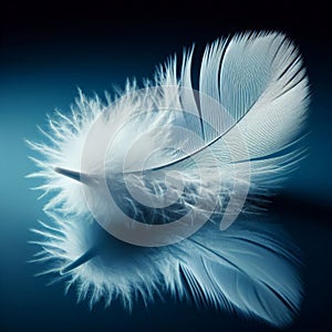 White feather sits on a black reflective surface