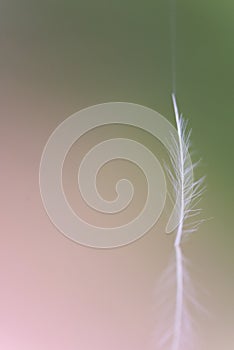 White Feather in a soft background