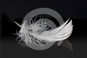 White feather on solid black