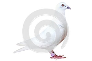 White feather of speed racing pigeon isolated on white background