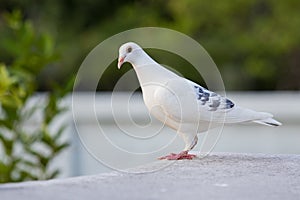 White feather of speed racing pigeon standing on home loft roof