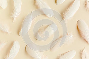 White feather texture on a beige background. Feather background. Flat lay, top view