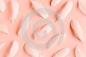 White feather texture on a pink background. Feather background. Flat lay, top view