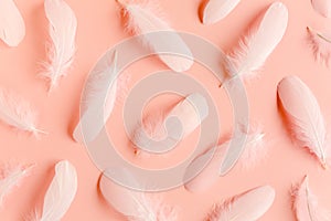 White feather texture on a pink background. Feather background. Flat lay, top view