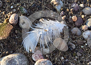 White feather with water drop