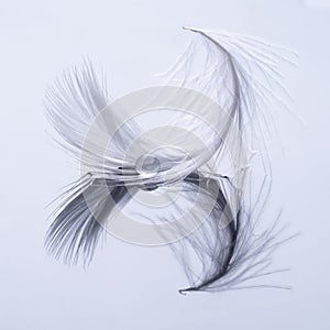 White feather with water droplet and reflection and shadow. Artistic image.