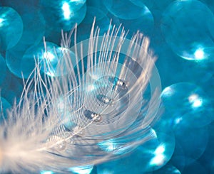 White feather with water drops