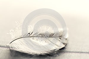 White feather with water drops