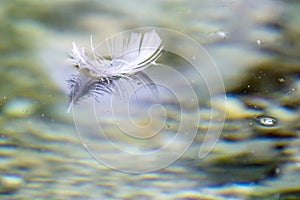 White feather on water surface