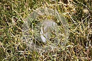The white feather from a waterbird is lying on the green grass near the lake