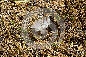 A white feather from a waterbird is lying on the green grass near the lake.