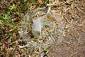 A white feather from a waterbird is lying on the green grass near the lake.