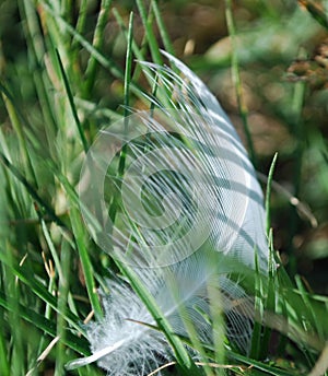 White feather weaved withing grass