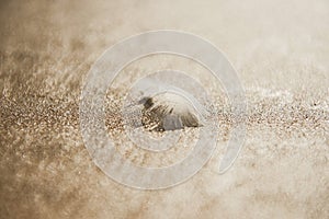 A white feather on the wet sand, beautiful feather`s lines, sandy background