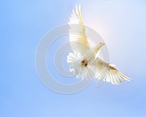 White feather wing pigeon bird flying mid air against clear blue