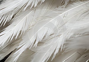 white feather wooly pattern texture