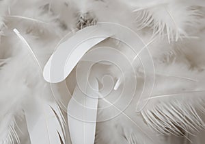 white feather wooly pattern texture