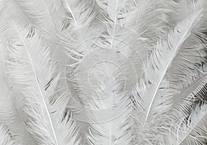 white feather wooly pattern texture